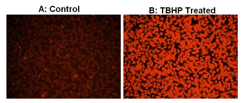Images of HeLa cells stained with Cell Meter™ Fluorimetric Intracellular Total ROS Activity Assay Kit in a Costar black wall/clear bottom 96-well plate. A: Untreated control cells. B: Cells treated with 100 µM tert-butyl hydroperoxide (TBHP) for 30 minutes before staining.