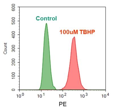 Detection of ROS in Jurkat cells. Jurkat cells were treated without (Green) or with 100µM tert-butyl hydroperoxide (TBHP) (Red) for 30min at 37 °C, and then loaded with ROS Brite™ 570 in a 5% CO<sub>2</sub>, 37 °C incubator for 1 hour. The fluorescence intensities were measured with Acea flow cytometer using PE channel.