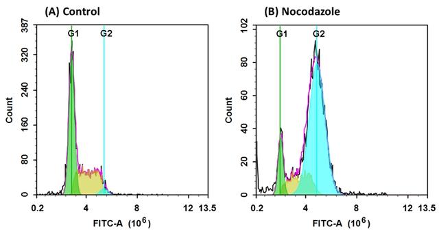 DNA profile in growing and nocodazole treated Jurkat cells. Jurkat cells were treated without (A) or with 100 ng/ml Nocodazole (B) in a 37 &deg;C, 5% CO2 incubator for 24 hours, and then dye loaded with Nuclear Green&trade; LCS1 for 30 minutes. The fluorescence intensity of Nuclear Green&trade; LCS1 was measured with ACEA NovoCyte flow cytometer with the channel of FITC. In growing Jurkat cells (A), nuclear stained with Nuclear Green&trade; LCS1 shows G1, S, and G2 phases. In Nocodazole treated G2 arrested cells (B), frequency of G2 cells increased dramatically and G1, S phase frequency decreased significantly.