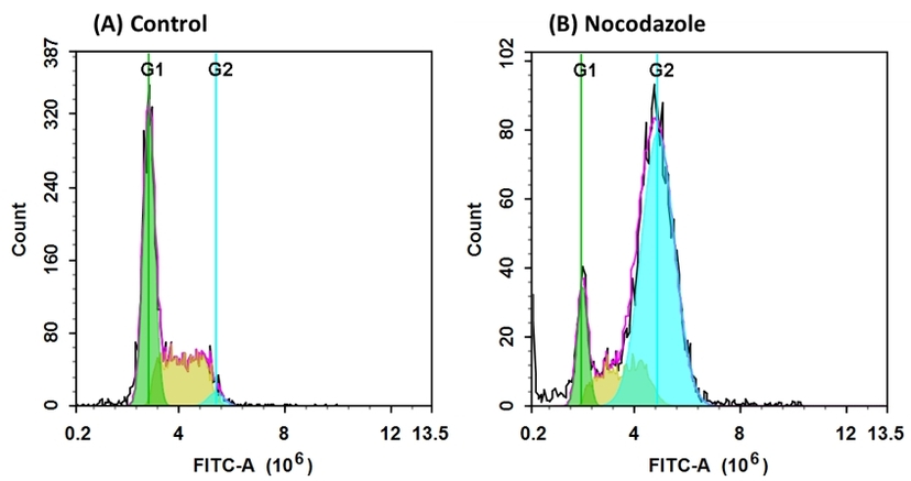 DNA profile in growing and nocodazole treated Jurkat cells