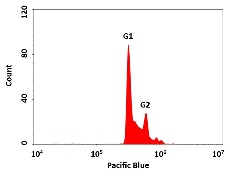 DNA profile in growing Jurkat cells with Cell Meter™ Fluorimetric Cell Cycle Assay Kit. Jurkat cells were stained with Nuclear Violet™ for 30 minutes. The fluorescence intensity of Nuclear Violet™ was measured using ACEA NovoCyte flow cytometer with the channel of Pacific Blue. In growing Jurkat cells, G0/G1 and G2/M phase histogram peaks are separated by the S-phase distribution.