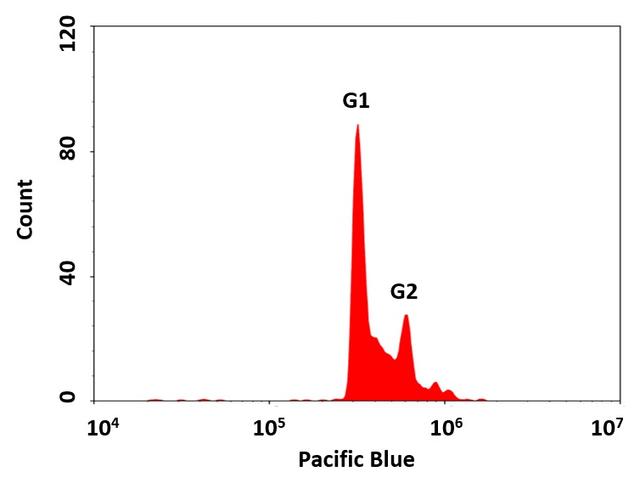 DNA profile in growing Jurkat cells with Cell Meter™ Fluorimetric Cell Cycle Assay Kit. Jurkat cells were stained with Nuclear Violet™ for 30 minutes. The fluorescence intensity of Nuclear Violet™ was measured using ACEA NovoCyte flow cytometer with the channel of Pacific Blue. In growing Jurkat cells, G0/G1 and G2/M phase histogram peaks are separated by the S-phase distribution.