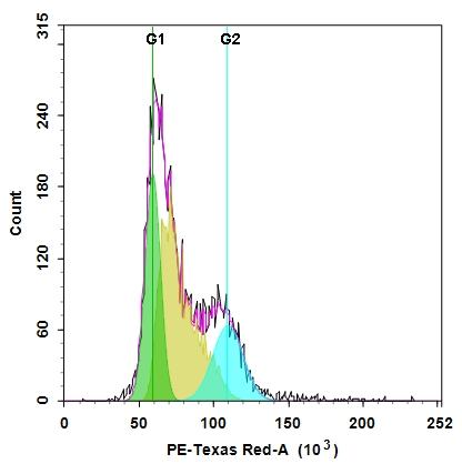 DNA profile in growing Jurkat cells. Jurkat cells were stained with Nuclear Red™ CCS2 for 30 minutes. The fluorescence intensity of Nuclear Red™ CCS2 was measured using ACEA NovoCyte flow cytometer with the channel of PE-Texas Red, the image was generated using Cell Cycle Analysis module of NovoExpress software. In growing Jurkat cells, G0/G1 and G2/M phase histogram peaks are separated by a S-phase distribution.