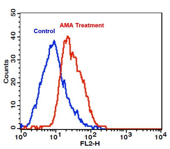 Detection of intracellular superoxide in Jurkat cells using Cell Meter&trade; Fluorimetric Intracellular Superoxide Detection Kit. AMA Treatment (Red): Cells were treated with 50 &micro;M Antimycin A (AMA) at 37 &deg;C for 30 minutes, then incubated with MitoROS&trade; 580 for 1 hour. Control (Blue): Cells were incubated with MitoROS&trade; 580 at 37 &deg;C for 1 hour without AMA treatment. The fluorescence signal was monitored at FL2 channel using a flow cytometer (BD FACSCalibur).