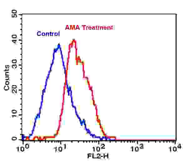 Detection of intracellular superoxide in Jurkat cells using Cell Meter™ Fluorimetric Intracellular Superoxide Detection Kit. AMA Treatment (Red): Cells were treated with 50 µM Antimycin A (AMA) at 37 °C for 30 minutes, then incubated with MitoROS™ 580 for 1 hour. Control (Blue): Cells were incubated with MitoROS™ 580 at 37 °C for 1 hour without AMA treatment. The fluorescence signal was monitored at FL2 channel using a flow cytometer (BD FACSCalibur).