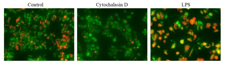 Examination of phagocytosis in RAW 264.7 cells using Cell Meter™ Fluorimetric Phagocytosis Assay Kit (Cat# 21233). RAW 264.7 cells were incubated with Cytochalasin D (to inhibit phagocytosis) or LPS (to induce phagocytosis) followed by incubation with Protonex™ Red 670-Zymosan Beads in growth medium for 60 minutes and then stained with CytoTrace™ Green for 30 minutes. The images were acquired using Keyence Fluorescence microscopy.