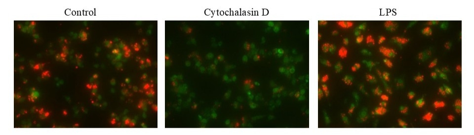 Examination of phagocytosis in RAW 264.7 cells using Cell Meter™ Fluorimetric Phagocytosis Assay Kit (Cat# 21234). RAW 264.7 cells were incubated with Cytochalasin D (to inhibit phagocytosis) or LPS (to induce phagocytosis) followed by incubation with Protonex™ Red 600-Zymosan Beads in growth medium for 60 minutes and then stained with CytoTrace™ Green for 30 minutes. The images were acquired using Keyence Fluorescence microscopy.