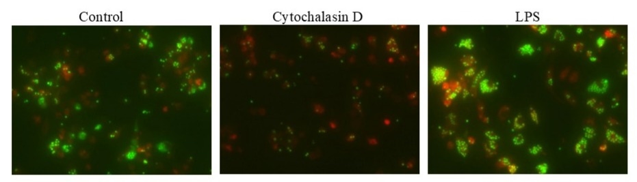 Examination of phagocytosis in RAW 264.7 cells using Cell Meter™ Fluorimetric Phagocytosis Assay Kit (Cat# 21231). RAW 264.7 cells were incubated with Cytochalasin D (to inhibit phagocytosis) or LPS (to induce phagocytosis) followed by incubation with Protonex™ Green 500-Zymosan Beads in growth medium for 60 minutes and then stained with CytoTrace™ Red for 30 minutes. The images were acquired using Keyence Fluorescence microscopy.