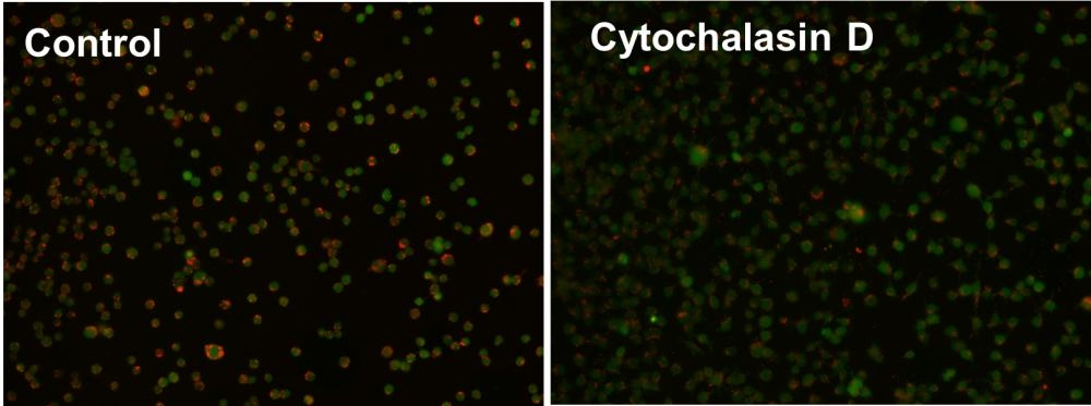 <p>Examination of phagocytosis in RAW 264.7 cells using Cell Meter™ Fluorimetric Phagocytosis Assay Kit (Cat# 21225). RAW 264.7 cells were incubated with (B) or without (A) Cytochalasin D for 30 min before Protonex™ 600 Red-Latex Beads in growth medium was added and incubated for 4 hours before Cell Tracker was added and incubated for 30 minutes. The images were taken using Keyence Fluorescence microscopy. </p>