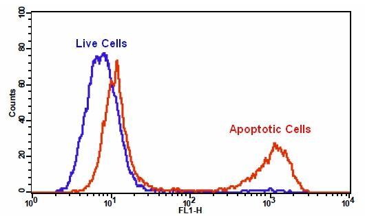 Detection of caspase activity using Cell Meter&trade; Generic Fluorometric Caspase Activity Assay Kit in Jurkat cells. TF2-VAD-FMK fluorescence intensity was induced with the addition of camptothecin in Jurkat cells. Jurkat cells were treated without (Blue) or with 20 &micro;M camptothecin (Red) in a 37 &deg;C, 5% CO2 incubator for 4-5 hours, and then dye loaded with TF2-VAD-FMK for 1 hour. Response was recorded using BD FACSCalibur flow cytomter using FL-1 channel.