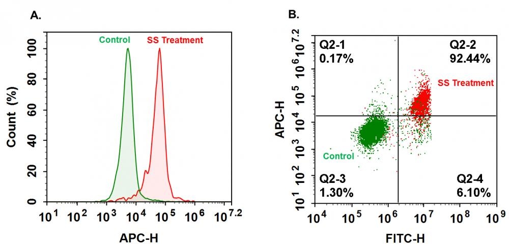 <p>The increase of caspase is measured by Cell Meter™ Generic Fluorimetric Caspase Binding Assay Kit (Cat# 22822) in Jurkat Cells treated with Staurosporine.  Jurkat cells were treated with or without 1 µM of Staurosporine for 4 hours before TF5-VAD-FMK and Nuclear Green DCS1 were added. <strong>A</strong>. Binding of TF5-VAD-FMK to Caspase was measured by NovoCyte at Ex/Em=646/659. <strong>B</strong>. The staining of Nuclear Green DCS1 and TF5-VAD-FMK were both measured by NovoCyte and shown in a dot plot. SS: Staurosporine</p>