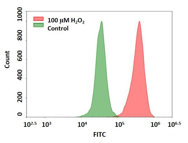 Detection of hydrogen peroxide in Jurkat cells using Cell Meter™ Intracellular Fluorimetric Hydrogen Peroxide Assay Kit (Cat#: 11506). Jurkat cells were stained with OxiVision™ Green peroxide sensor for 30 minutes and treated with 100 µM hydrogen peroxide at 37 °C for 90 minutes. Cells stained with OxiVision™ Green peroxide sensor but without hydrogen peroxide treatment were used as control.