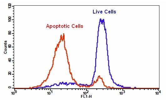 The decrease in the fluorescence intensity of Thiolite&trade; Green with the addition of camptothecin in Jurkat cells. Jurkat cells were treated overnight without (blue line) or with 20 &micro;M camptothecin (red line) in a 37 &deg;C, 5% CO2 incubator, and then dye loaded with Thiolite&trade; Green for 30 minutes. The fluorescence intensity of Thiolite&trade; Green was measured with a FACSCalibur (Becton Dickinson) flow cytometer using the FL1 channel.
