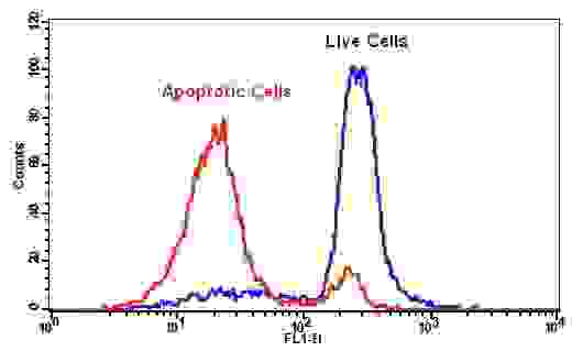 The decrease in the fluorescence intensity of Thiolite™ Green with the addition of camptothecin in Jurkat cells. Jurkat cells were treated overnight without (blue line) or with 20 µM camptothecin (red line) in a 37 °C, 5% CO2 incubator, and then dye loaded with Thiolite™ Green for 30 minutes. The fluorescence intensity of Thiolite™ Green was measured with a FACSCalibur (Becton Dickinson) flow cytometer using the FL1 channel.