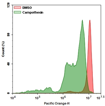 The decrease in the fluorescence intensity of ThiolTrace™ Violet 500 with the addition of Campothecin in HL-60 cells. HL-60 cells were treated for 6 hours without (Red line) or with 20 μM Campothecin (Green line) in a 37 <sup>o</sup>C, 5% CO<sub>2</sub> incubator, and then stained with ThiolTrace™ Violet 500 for 20 minutes. The fluorescence intensity was measured using ACEA NovoCyte 3000 flow cytometer with Pacific Orange channel.