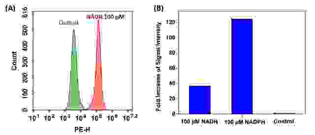 (A) Flow cytometric analysis of NADH/NADPH measurement in Jurkat cells using Cell Meter™ Intracellular NADH/NADPH Flow Cytometric Analysis Kit (Cat#15291). Cells were incubated with or without 100 µM NADH in serum-free medium for 30 minutes and then co-incubated with JZL1707 NAD(P)H sensor working solution for another 30 minutes.<br>(B) Fold increase of fluorescence signal intensity of Jurkat cells treated with 100 µM NADH or 100 µM NADPH compared<br>with untreated control. Fluorescence intensity was measured using ACEA NovoCyte flow cytometer in PE channel.