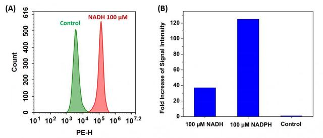 (A) Flow cytometric analysis of NADH/NADPH measurement in Jurkat cells using Cell Meter&trade; Intracellular NADH/NADPH Flow Cytometric Analysis Kit (Cat#15291). Cells were incubated with or without 100 &micro;M NADH in serum-free medium for 30 minutes and then co-incubated with JZL1707 NAD(P)H sensor working solution for another 30 minutes.<br />(B) Fold increase of fluorescence signal intensity of Jurkat cells treated with 100 &micro;M NADH or 100 &micro;M NADPH compared<br />with untreated control. Fluorescence intensity was measured using ACEA NovoCyte flow cytometer in PE channel.