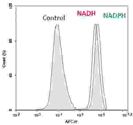 Flow cytometric analysis of NADH/NADPH measurement in Jurkat cells using Cell Meter™ Intracellular NADH/NADPH Flow Cytometric Analysis Kit (Cat#15296). Cells were incubated with or without 100 µM NADH in serum-free medium for 30 minutes and then co-incubated with JJ1902 NAD(P)H sensor working solution for another 30 minutes. Fluorescence intensity was measured using ACEA NovoCyte flow cytometer in APC channel.