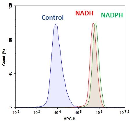 Flow cytometric analysis of NADH/NADPH measurement in Jurkat cells using Cell Meter&trade; Intracellular NADH/NADPH Flow Cytometric Analysis Kit (Cat#15296). Cells were incubated with or without 100 &micro;M NADH in serum-free medium for 30 minutes and then co-incubated with JJ1902 NAD(P)H sensor working solution for another 30 minutes. Fluorescence intensity was measured using ACEA NovoCyte flow cytometer in APC channel.