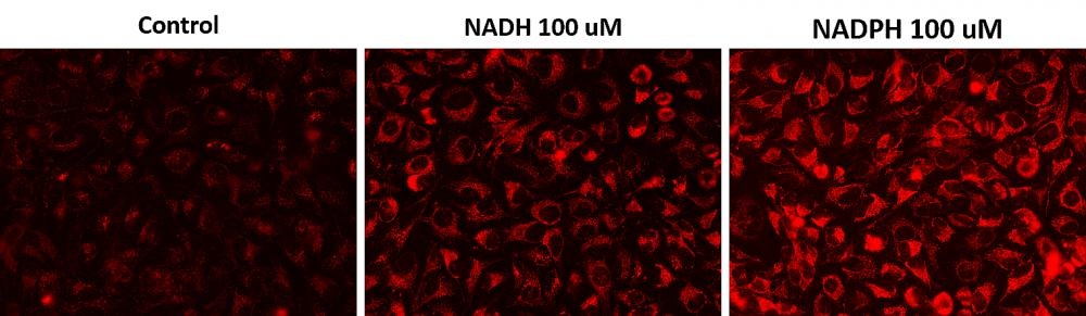 <p>Fluorescence images of NADH/NADPH in HeLa cells using Cell Meter™ Intracellular NADH/NADPH Fluorescence Imaging Kit (Cat#15290). HeLa cells were incubated with 100 µM NADH or 100 µM NADPH in serum-free medium for 30 minutes and then co-incubated with JZL1707 NAD(P)H sensor working solution for another 30 minutes. The fluorescence signal was measured using fluorescence microscope with a Cy3® filter.</p>
