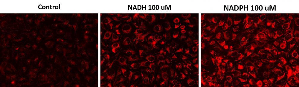 Fluorescence images of NADH/NADPH in HeLa cells using Cell Meter™ Intracellular NADH/NADPH Fluorescence Imaging Kit (Cat#15290). HeLa cells were incubated with 100 µM NADH or 100 µM NADPH in serum-free medium for 30 minutes and then co-incubated with JZL1707 NAD(P)H sensor working solution for another 30 minutes. The fluorescence signal was measured using fluorescence microscope with a Cy3® filter.
