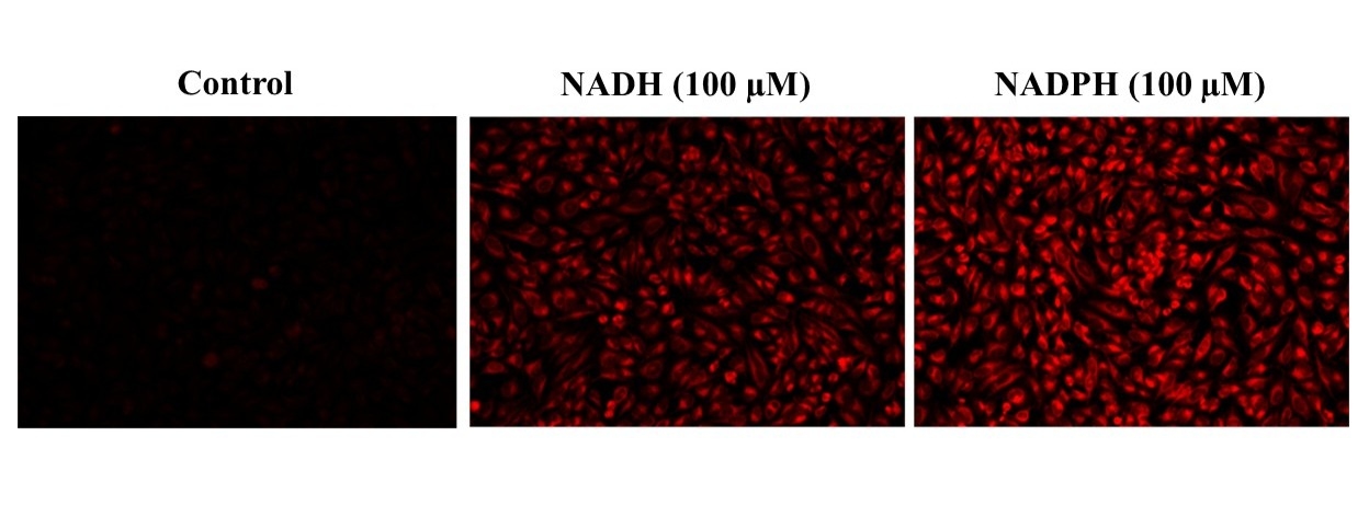 Fluorescence images of NADH/NADPH in HeLa cells using Cell Meter™ Intracellular NADH/NADPH Fluorescence Imaging Kit (Cat#15295). HeLa cells were incubated with 100 µM NADH or 100 µM NADPH in serum-free medium for 30 minutes and then co-incubated with JJ1902 NAD(P)H sensor working solution for another 30 minutes. The fluorescence signal was measured using fluorescence microscope with a Cy5® filter.