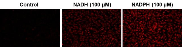 Fluorescence images of NADH/NADPH in HeLa cells using Cell Meter™ Intracellular NADH/NADPH Fluorescence Imaging Kit (Cat#15295). HeLa cells were incubated with 100 µM NADH or 100 µM NADPH in serum-free medium for 30 minutes and then co-incubated with JJ1902 NAD(P)H sensor working solution for another 30 minutes. The fluorescence signal was measured using fluorescence microscope with a Cy5® filter.