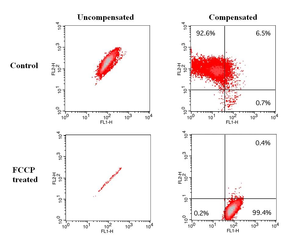 Effect of FCCP induced mitochondria membrane potential change in Jurkat cells. Jurkat cells were dye loaded with JC-10 dye working solution along with DMSO (Top) or 5 &micro;M FCCP (Low) for 10 minutes. The fluorescence intensities for both J-aggregates and monomeric forms of JC-10 were measured with a FACSCalibur (Becton Dickinson) flow cytometer using FL1 and FL2 channels. Uncompensated data (left column) were compared with compensated data (right column).