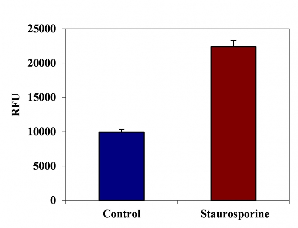 FAM-YVAD-FMK fluorometric detection of active caspase 1 using Kit #20108 in Jurkat cells. The cells were treated with 1 μM staurosporine for 3 hours (Red) while untreated cells were used as a control (Blue). Cells were incubated with FAM-YVAD-FMK for 1 hour at 37°C. The Fluorescence intensity (300, 000 cells/ 100 μL/well) was measured at Ex/Em = 490/525 nm (Cutoff = 515 nm) with a FlexStation microplate reader using bottom read mode.