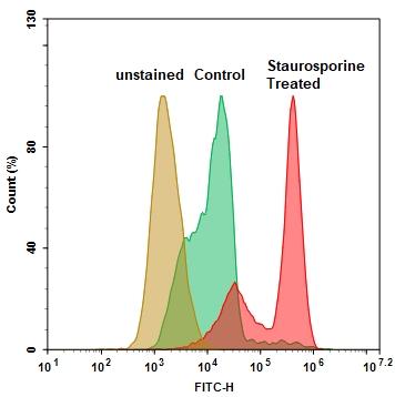 Fluorometric detection of active caspases 3/7 using FAM-DEVD-FMK (Cat# 20100) in Jurkat cells. The cells were treated with 1 &mu;M staurosporine for 4 hours (Red) while untreated cells were used as a control (Green). Control and treated cells were incubated with FAM-DEVD-FMK for 1 hour at 37 &deg;C, and then washed once after stain.&nbsp; Fluorescent intensity was measured with NovoCyte&trade; 3000 Flow Cytometer FITC channel.