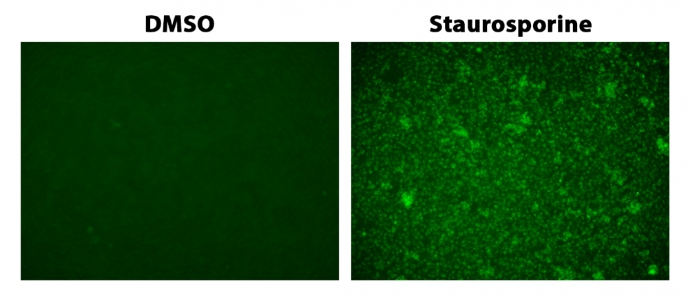 The detection of caspase 3/7 activity in Jurkat cells with Cell Meter™ Live Cell No Wash Caspase 3/7 Imaging Kit. Jurkat cells (200,000 cells/well/96-well plate) were treated with 1 μM staurosporine or DMSO for 4 hours. Cells were incubated with Caspase 3/7 Substrate working solution at 37°C for 1 hour. Images were taken with a fluorescence microscope using a FITC filter set.