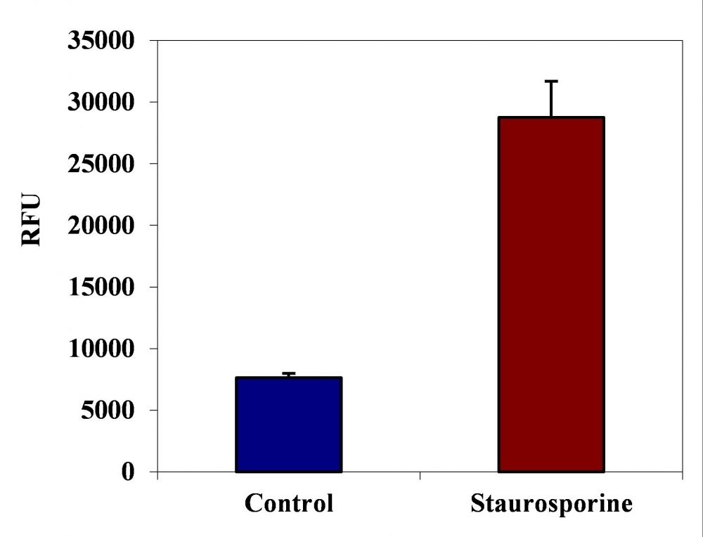 <p>FAM-LETD-FMK fluorometric detection of active caspase 8 using Kit #20115 in Jurkat cells. The cells were treated with 1 μM staurosporine for 3 hours (Red) while untreated cells were used as a control (Blue). Cells were incubated with FAM-LETD-FMK for 1 hour at 37°C. The fluorescent intensity (300, 000 cells/100 μL/well) was measured at Ex/Em = 490/525 nm (cut off at 515 nm) with a FlexStation microplate reader using bottom read mode.</p>