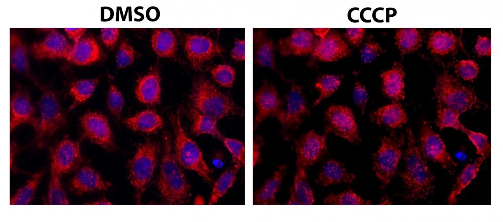 The fluorescence images of HeLa cells co-stained with Mitophagy Red™ and Hoechst 33342 (Cat#17535) in a 96-well black-wall clear-bottom plate. Image was acquired before (Left) and after (Right) addition of CCCP (10 uM) for 1 minute. The cells were imaged using a fluorescence microscope with a Cy3/TRITC filter.