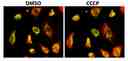 The fluorescence images of HeLa cells co-stained with Mitophagy Red™ and MitoLite™ Green FM (Cat#22695) in a 96-well black-wall clear-bottom plate. Image was acquired before (Left) and after (Right) addition of CCCP (10 uM) for 1 minute. The cells were imaged using a fluorescence microscope with a Cy3/TRITC filter for Mitophagy Red™ and FITC filter for MitoLite™ Green FM and overlapped with each other.