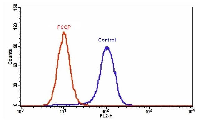 The decrease in fluorescence intensity of MitoTell&trade; Orange with the addition of FCCP in Jurkat cells. Jurkat cells were loaded with MitoTell&trade; Orange alone (Blue) or in the presence of 30 &micro;M FCCP (Red) for 15 minutes. The fluorescence intensity of MitoTell&trade; Orange was measured with a FACSCalibur (Becton Dickinson, San Jose, CA) flow cytometer using FL2 channel.
