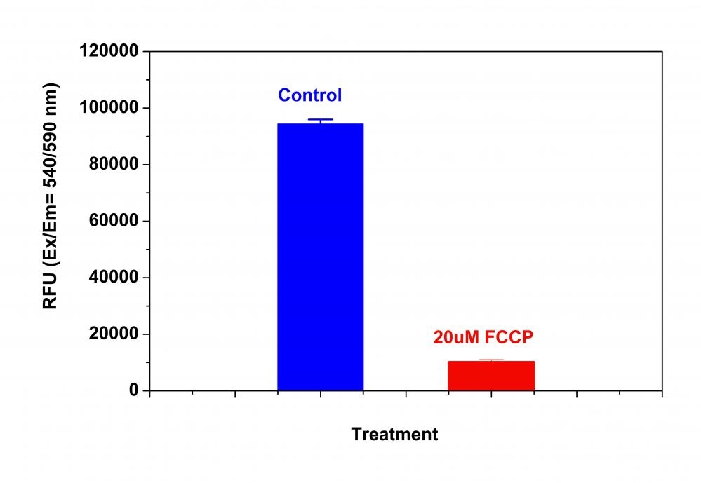 The decrease in the fluorescence intensity of MitoTell™ Orange with the addition of FCCP in HeLa cells. HeLa cells were dye loaded with MitoTell™ Orange alone or in the presence of 20 µM FCCP for 15 minutes. The fluorescence intensity of MitoTell™ Orange was measured 30 minutes after adding assay buffer with a FlexStation™ microplate reader (Molecular Devices) at Ex/Em = 540/590 nm (Cutoff = 570 nm, bottom read mode).