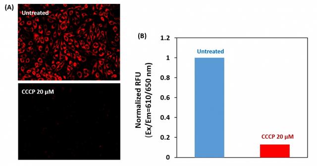 Hela cells were dye-loaded with MitoTell™ Red alone or in the presence of 20 μM CCCP for 30 minutes. The fluorescence intensity of MitoTell™ Red was measured 5 minutes after adding Assay Buffer B (Component C) using (A) a fluorescence microscope with Cy5 filter set or (B) FlexStation microplate reader at Ex/Em = 610/650 nm (Cutoff = 630 nm, bottom read mode).