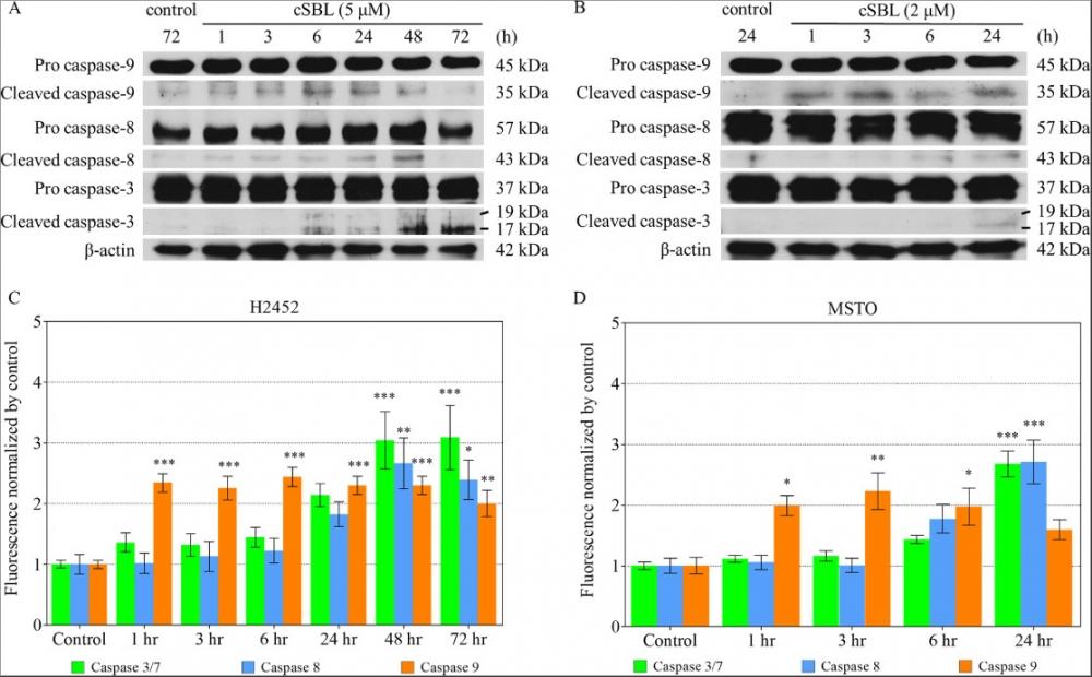 <strong>cSBL induced apoptosis in H2452 and MSTO cells via activation of the caspase pathway. </strong>Caspase-3, -8, and -9 activation was detected by western blotting (A, B) or fluorometry (C, D). Fluorometry was performed independently three times and data are expressed as the mean ± SD. The statistical significance of these experiments compared with the control is shown in as follows: *P<0.05, **P<0.01, ***P<0.001. Source: <strong>Sialic acid-binding lectin from bullfrog eggs inhibits human malignant mesothelioma cell growth <em>in vitro</em> and <em>in vivo</em></strong> by Tatsuta T et al., <em>PLOS</em>, Jan. 2018.