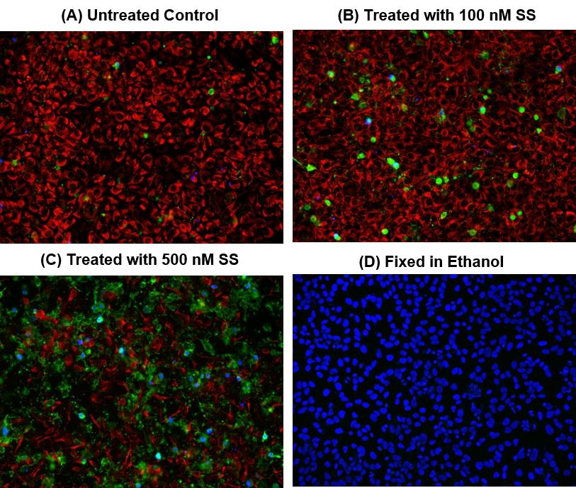 Fluorescence images of HeLa cells labeled with Cell Meter&trade; Multiplexing Live, Apoptotic and Necrotic Detection Kit *Triple Fluorescence* (Cat#22846). HeLa cells at 100,000 cells/well/100 &micro;L were seeded overnight in a 96-well black wall/clear bottom plate. Cells were treated with 0-500 nM staurosporine (SS) at&nbsp;37<sup>o</sup>C for 4 hours (A-C), or fixed in ethanol (D), then incubated with triple fluorescence assay solution for 1 hour. The fluorescence signal was measured using a fluorescence microscope with a Cy5 filter for healthy cells (Red), FITC filter for apoptotic (Green) and DAPI filter for necrotic cells (Blue), respectively.