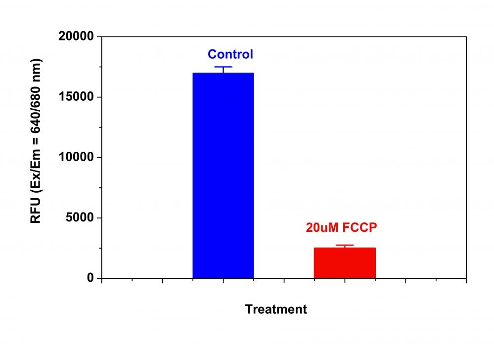 The decrease in MitoLite™ NIR fluorescence with the addition of FCCP in HeLa cells. HeLa cells were loaded with MitoLite™ NIR alone or in the presence of 20 µM FCCP for 15 minutes. The fluorescence intensity of MitoLite™ NIR was measured 30 minutes after adding assay buffer with a FlexStation™ microplate reader (Molecular Devices) at Ex/Em = 640/680 nm (Cutoff = 665 nm, bottom read mode).