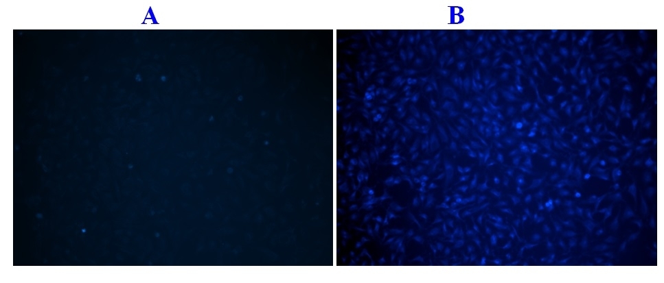 <p>The fluorescence microscope images of normal Hela cells (A) and apoptotic Hela cells (B). Hela cells were cultured in a 96-well plate, and washed twice with HHBS buffer.  ApoBrite™ U470 caspase 3/7 dye loading solution was then added to the well. After incubation for 2 h at 37 °C, the cells were washed once with HHBS buffer and treated with staurosporine (1 μM) apoptosis inducer for 1 hr. The images were acquired using a fluorescence microscope equipped with DAPI filter set.</p>