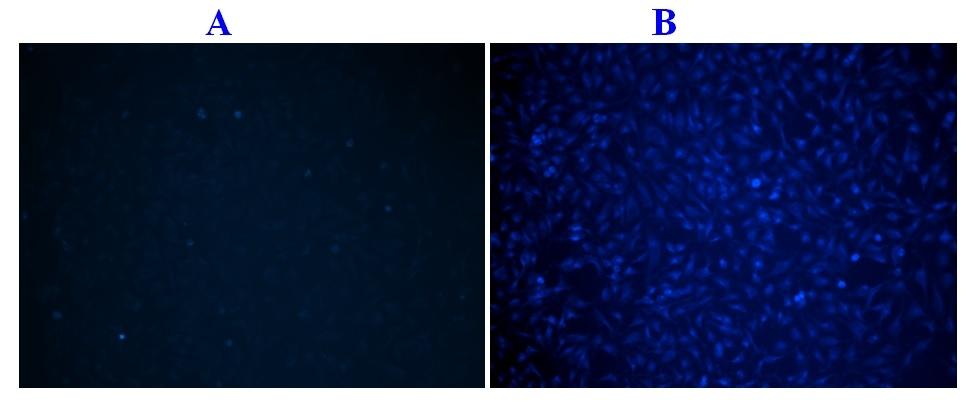 The fluorescence microscope images of normal Hela cells (A) and apoptotic Hela cells (B). Hela cells were cultured in a 96-well plate, and washed twice with HHBS buffer.  ApoBrite™ U470 caspase 3/7 dye loading solution was then added to the well. After incubation for 2 h at 37 °C, the cells were washed once with HHBS buffer and treated with staurosporine (1 μM) apoptosis inducer for 1 hr. The images were acquired using a fluorescence microscope equipped with DAPI filter set.