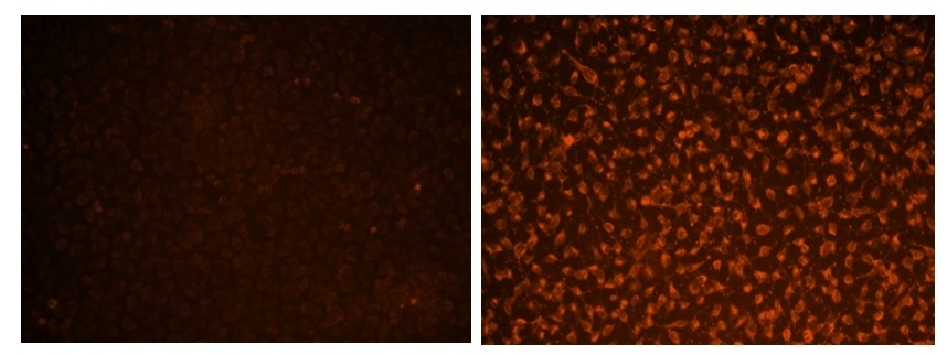 <p>The fluorescence microscope images of normal Hela cells (A) and apoptotic Hela cells (B). Hela cells were cultured in a 96-well plate, and washed twice with HHBS buffer. ApoBrite™ V570 caspase 3/7 dye loading solution was then added to the well. After incubation for 2 h at 37 °C, the cells were washed once with HHBS buffer and treated with staurosporine (1 μM) apoptosis inducer for 1 hr. The images were acquired using a fluorescence microscope equipped with DAPI filter set.</p>