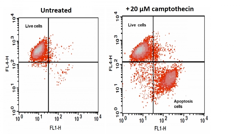 The increase in fluorescence intensity of Nuclear Green™ DCS1 with the addition of Camptothecin in Jurkat cells. Jurkat cells were treated overnight without (Left) or with 20 μM camptothecin (Right) in a 37 oC, 5% CO2 incubator, and then dye loaded with Nuclear Green™ DCS1 for 60 minutes. At the end of 15 minutes of Nuclear Green™ DCS1 dye loading, MitoLite™ NIR (Cat. # 22802) was added for multicolor analysis. The fluorescence intensity of Nuclear Green™ DCS1 and MitoLite™ NIR was measured with a FACSCalibur (Becton Dickinson, San Jose, CA) flow cytometer using FL1 channel (Nuclear Green™ DCS1) and FL4 channel (MitoLite™ NIR).