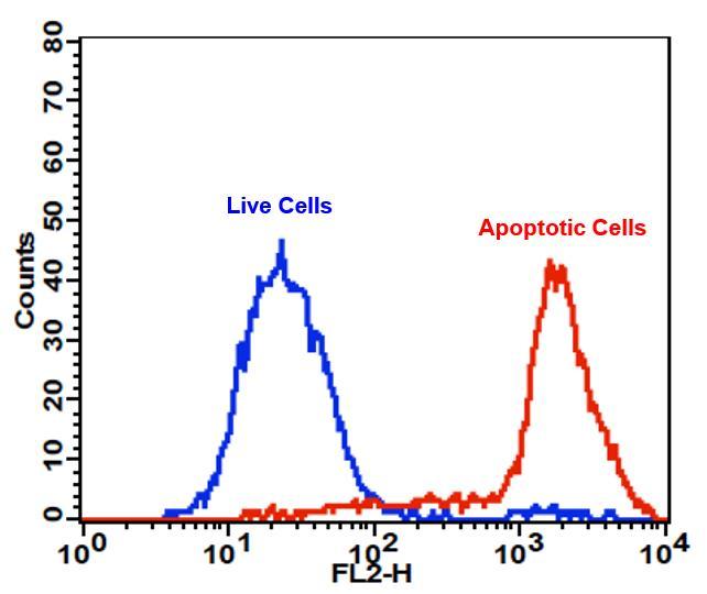 The detection of binding activity of RPE-Annexin V to phosphatidylserine in Jurkat cells with Cell Meter™ RPE-Annexin V Binding Apoptosis Assay Kit. Jurkat cells were treated without (Blue) or with 1 µM staurosporine (Red) in a 37 °C, 5% CO2 incubator for 4-5 hours, and then dye loaded with RPE-Annexin V for 30 minutes. The fluorescence intensity of RPE-Annexin V was measured with a FACSCalibur (Becton Dickinson) flow cytometer using the FL2 channel.