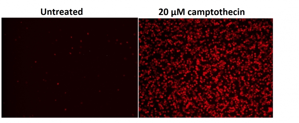 Fluorescence Images of Jurkat cells in a Costar black wall/clear bottom 96-well plate stained with the Cell Meter™ Phosphatidylserine Apoptosis Assay Kit. Jurkat cells were treated without (Left) or with 20 μM camptothecin (Right) for 5 hours. The fluorescence intensity was measured using a fluorescence microscope with Cy5® channel.