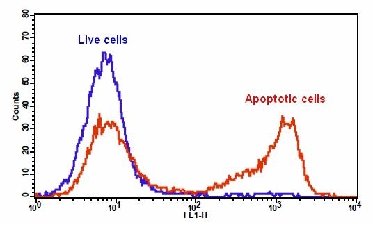 The detection of binding activity of Apopxin™ Green and phosphatidylserine in Jurkat cells. Jurkat cells were treated without (Blue) or with 20 µM camptothecin (Red) in a 37 °C, 5% CO2 incubator for 5 hours, and then dye loaded with Apopxin™ Green for 15 minutes. The fluorescence intensity of Apopxin™ Green was measured with a FACSCalibur (Becton Dickinson) flow cytometer using the FL1 channel.