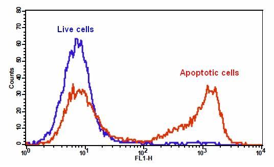 The detection of binding activity of Apopxin&trade; Green and phosphatidylserine in Jurkat cells. Jurkat cells were treated without (Blue) or with 20 &micro;M camptothecin (Red) in a 37 &deg;C, 5% CO2 incubator for 5 hours, and then dye loaded with Apopxin&trade; Green for 15 minutes. The fluorescence intensity of Apopxin&trade; Green was measured with a FACSCalibur (Becton Dickinson) flow cytometer using the FL1 channel.