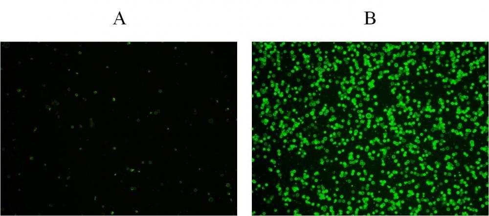 Images of Jurkat cells stained with the Cell Meter&trade; Phosphatidylserine Apoptosis Assay Kit in a Costar black wall/clear bottom 96-well plate. A: Untreated control cells. B: Cells treated with 20&nbsp;&micro;M camptothecin for 5 hours.