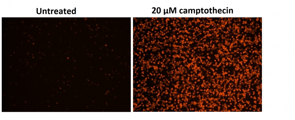 Fluorescence images of Jurkat cells in a Costar black wall/clear bottom 96-well plate stained with the Cell Meter™ Phosphatidylserine Apoptosis Assay Kit. Jurkat cells were treated without (Left) or with 20 µM camptothecin (Right) for 5 hours. The fluorescence intensity was measured using a fluorescence microscope with Cy3® channel.